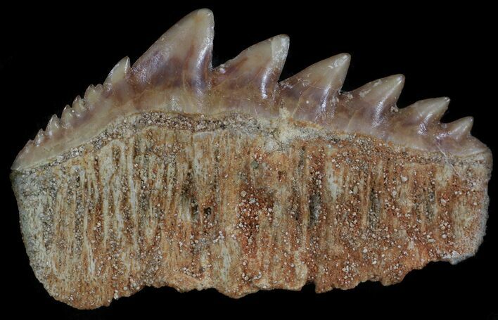 Fossil Cow Shark (Hexanchus) Tooth - Morocco #35019